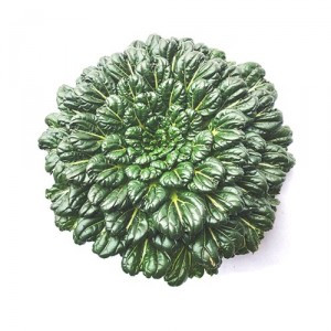 太古菜时价